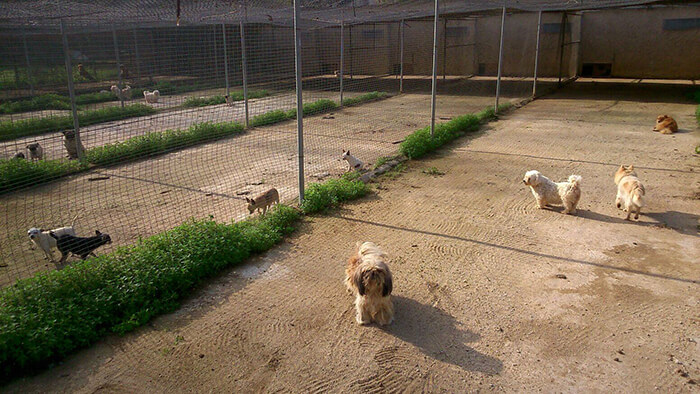 El Centre Lubagos centre de cria i selecció canina